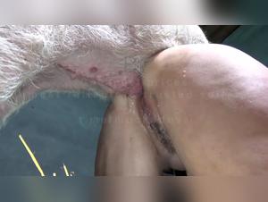 Unbreakable Bond: Yasmin and Her Canine Companion