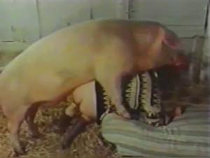 Free Porn Videos of Zoophilia