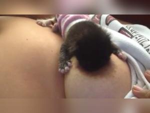 Bestiality: Cat in Action