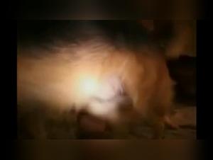 Woman Submitted to Bestiality - Shocking Video