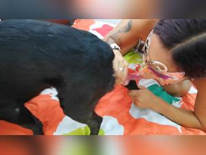 Sexo con perros XXX: video exclusivo para reir