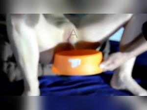 Bestiality: My dog   drinks my urine