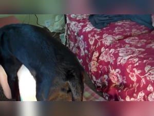 Slutes Playing with Their Dog and Opening Up for a Libertine Night