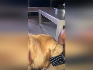 Unforgettable Dog Sex Video: My Golden Licking Me