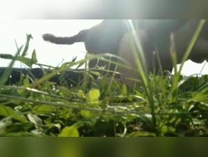 Bestial Encounter: Amateur and Homemade Dog Sex Videos