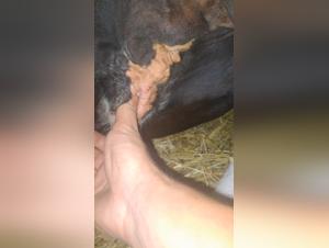 k9 porn - hinter den Kulissen