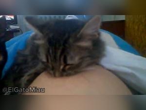 feline sensuality unleashed