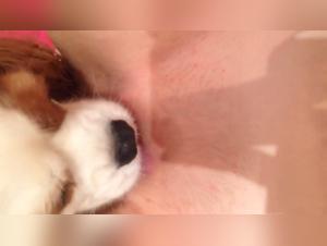 Bestiality sex video with dog