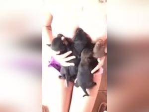 Submissive women and dogs in extreme bestiality videos