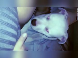 obedience 101: special lesson