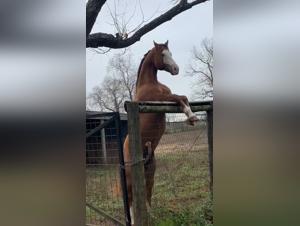 Navigating Zoophilia Laws & Content