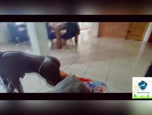 AP beast: A bestial and intense encounter on video