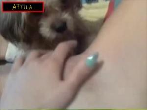 Video of Sex with a Dog