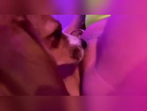 Video of Sex with a Dog