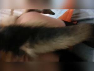 Sex with a Dog Video: A Forbidden Experience