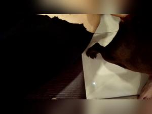 delices interdits : zoophie