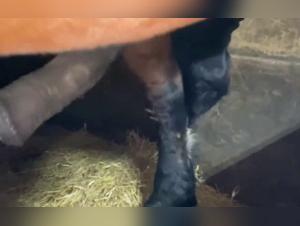 Horse Excited and Ready for Action