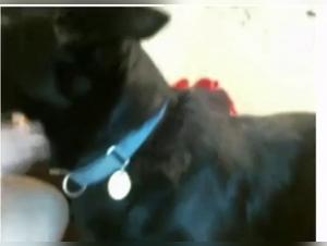 Bestiality: a woman and her dog in private