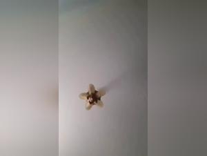 Mujer blanca y perro: un video bestial impactante pero apasionante