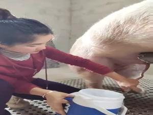 Ejaculating Like a Wild Animal: F***ing a Dog