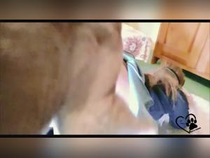 woman submissive to dog