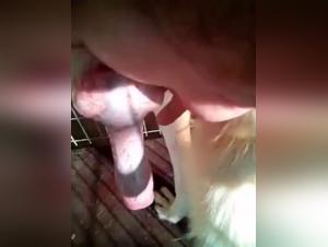 An Intense Sexual Encounter: Man and Dog