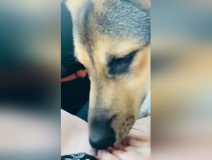 The Best Zoophilia Porn Videos: Animal Seduction