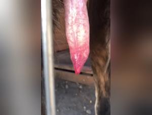 Bestiality: Man and Dog - An Extreme Sexual Encounter