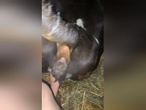 Entendiendo la Zoofilia: Perspectivas e Einblickes