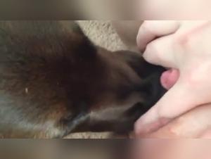 Bestiality Sex Video: An Exciting Experience