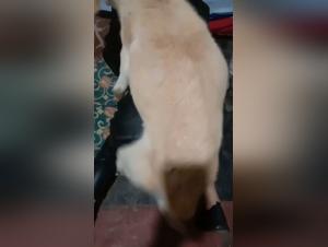 Bestiality: a woman and her dog in a forbidden relationship