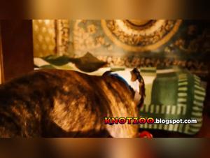 Russian Team EXCLUSIVE: Dog Knot 1 - Shocking Bestiality Video