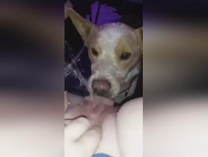 Unveiling Zoobeeg: Uncensored Bestiality