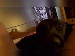 Bestiality sex video: she is definitely convinced