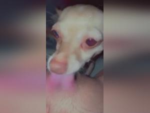 Zoophilia scene with a Chihuahua