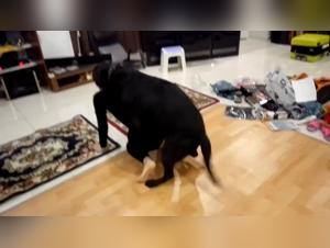 Bestiality zoophilia sex videos