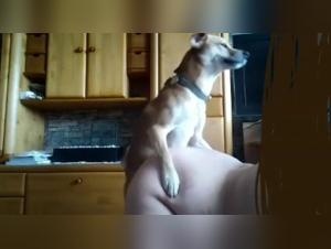 Domestiche e cane: un incontro bestiale