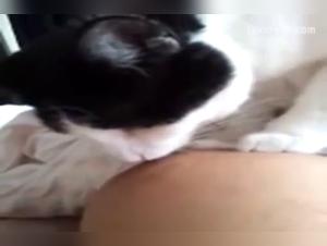 Bestiality: A Forbidden Encounter