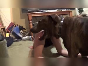 billionaire dog beastiality