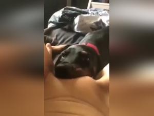 Videos de Zoofilia Extrema: Follar a Perro y Puta con perro