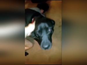 forbidden pleasures: canine desire