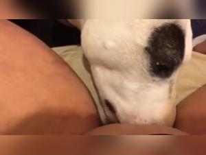 Video of Sex with a Dog