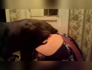 Las bestias gal: Una chica joven y apasionada con sus perros sexuales