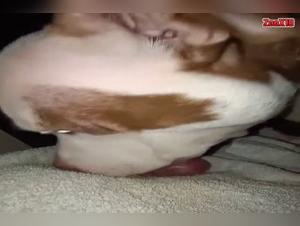 Bestiality sex with a dog