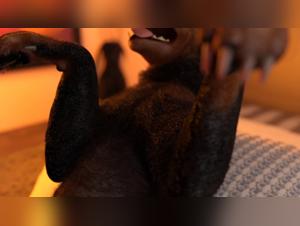 Erotische Cartoons mit Tieren