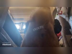 Bestiality Sex: A Fun Day with a Dog