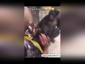 Encounter Art: Alyzoo & Tickzoo.tv