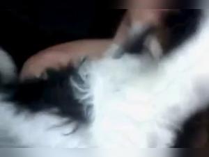 Sex with a dog: a beastly experience