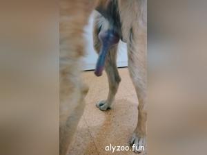 Verbotene Begierden : Das Hundefantasie