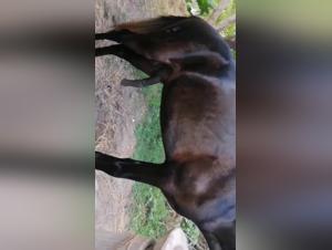 Video di Bestialita con i cavalli